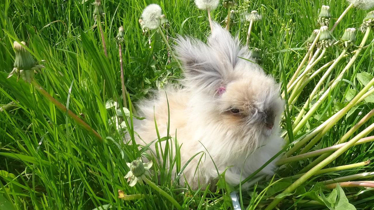 Nuccio liebt den Herbst und auch den Frühling, auf der Löwenzahnwiese. (Hildegard Griesauer)