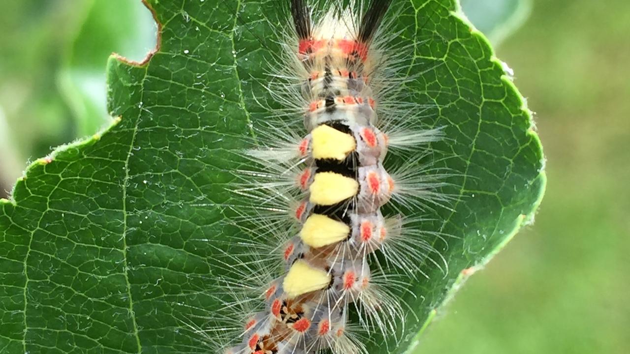 Schlehen-Bürstenspinner Raupe konnte ich in meinem Schrebergarten auf der Wernberger Drauschleife entdecken. (Arnulf Aichholzer)