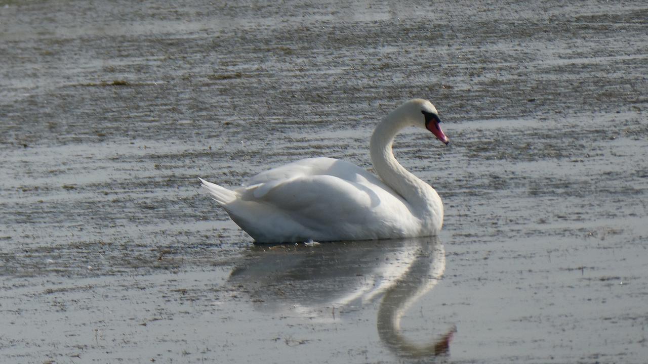 Freudentag am Neusiedlersee. (Ferdinand Mader)