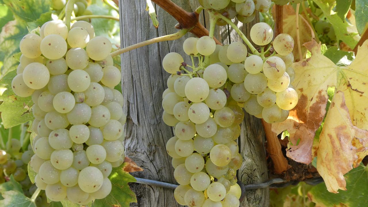 Die Weinlese im Burgenland. (Ferdinand Mader)