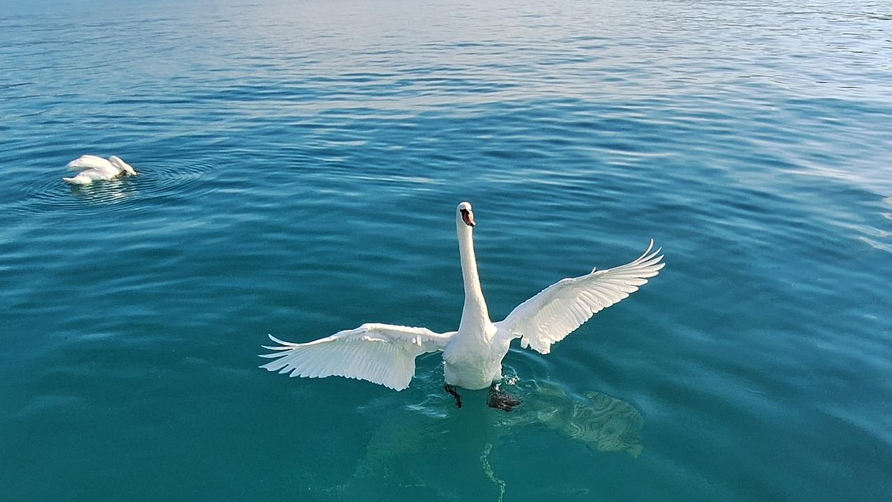 Schwan 