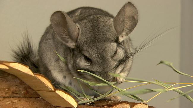 © TierQuartTier Wien 2023_11_20_stzwei_TDW_Presse_Chinchilla