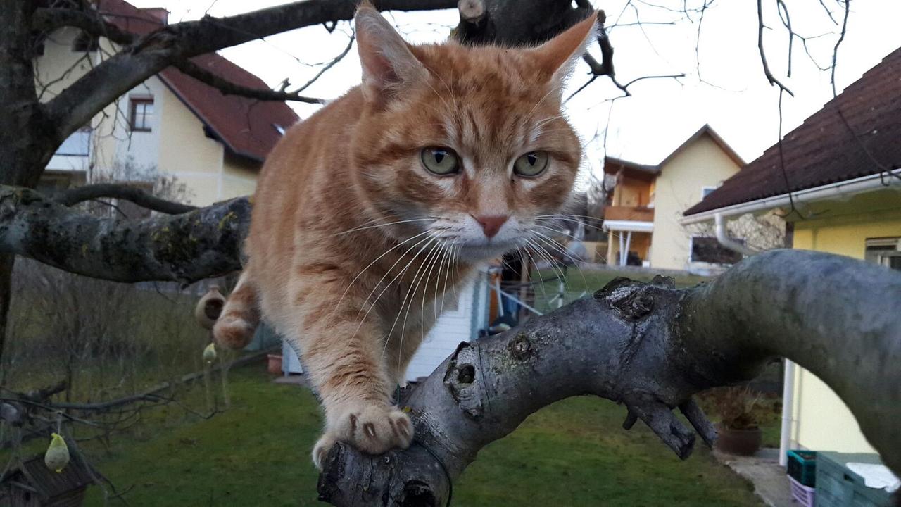 Guten Morgen Österreich