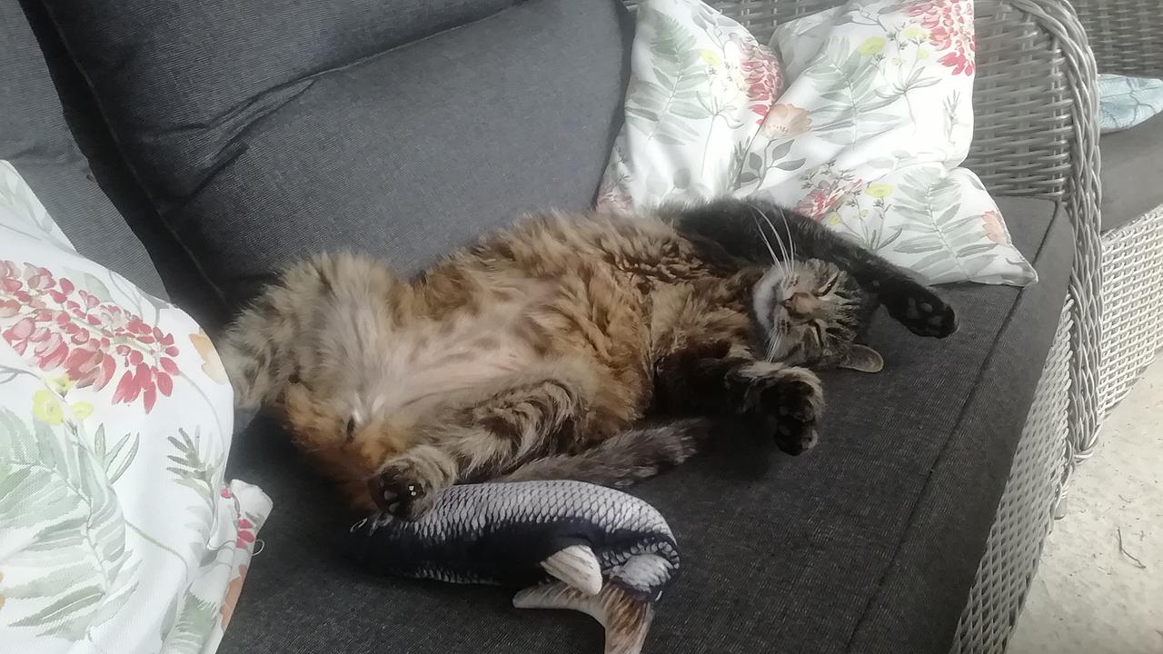 Guten Morgen Österreich