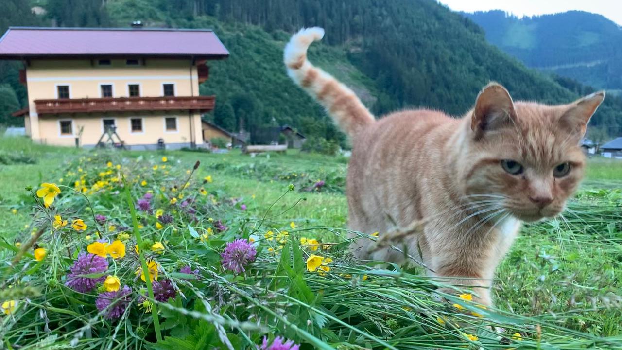Guten Morgen Österreich