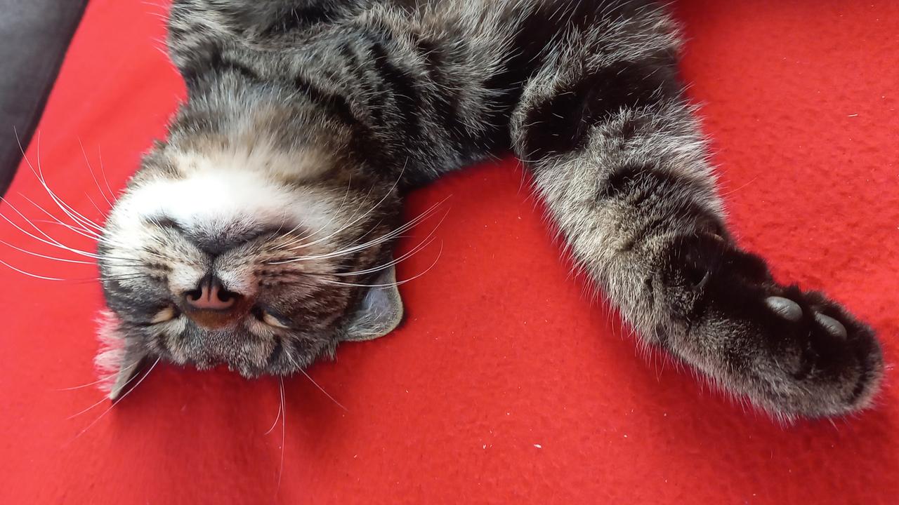 Guten Morgen Österreich