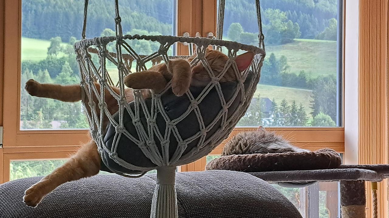 Guten Morgen Österreich