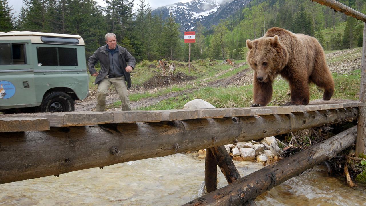 Ein großer Braunbär überquert eine einfache Holzbrücke über einen Bach, während Harald Krassnitzer in einiger Entfernung neben einem Geländewagen steht und ihn beobachtet.