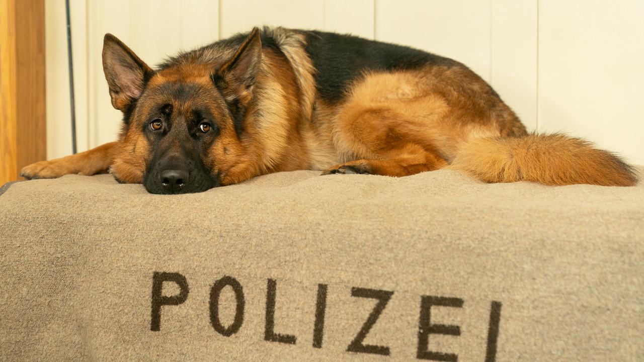Schäferhund Rex liegt auf einer Decke mit der Aufschrift „POLIZEI“.