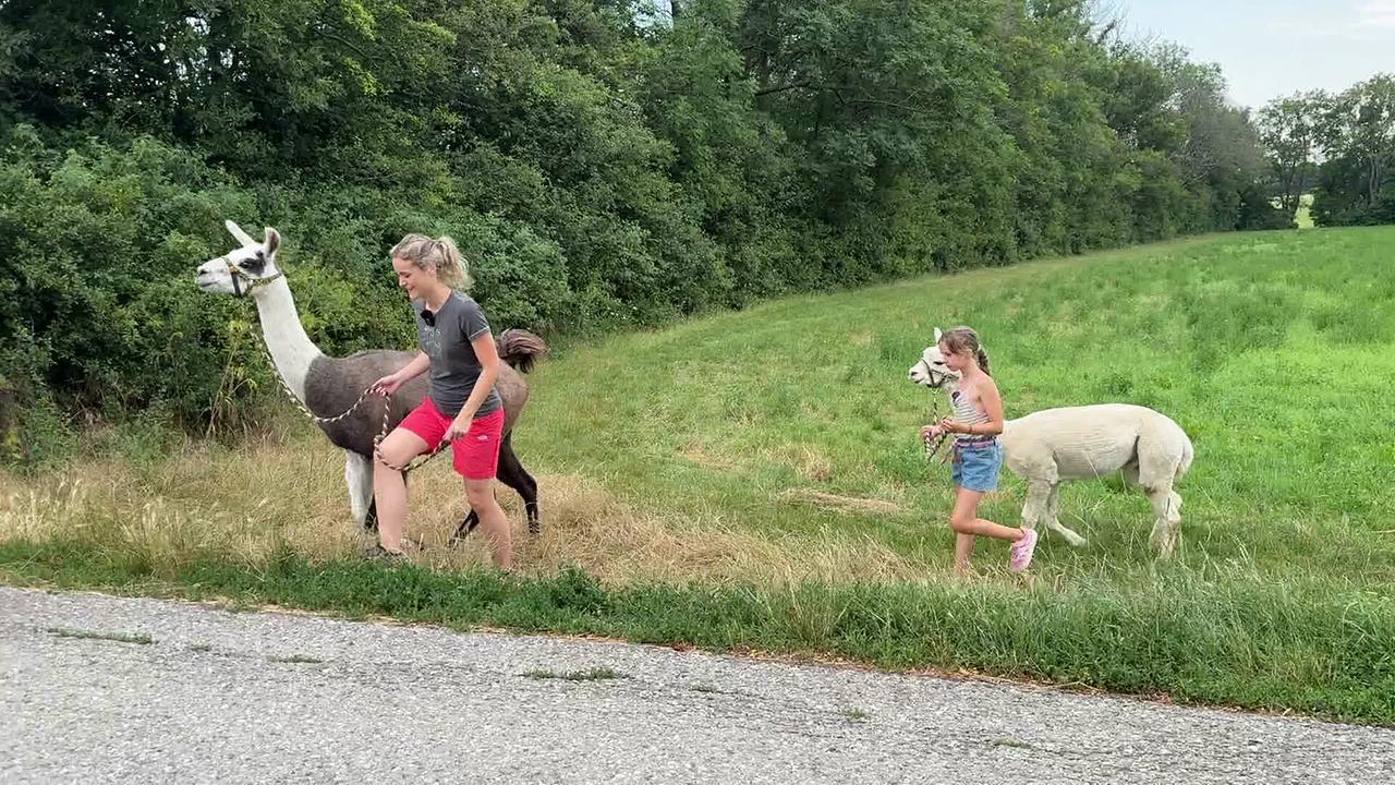 Julia führt Lama Sam an der Leine, Felicia wandert mit Alpaka Gandalf.