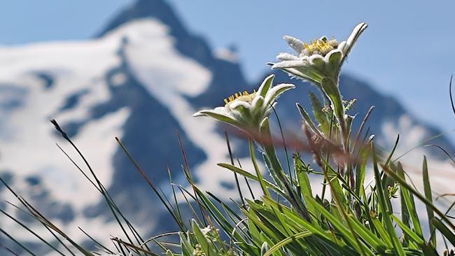 Edelweiß, dahinter der Großglockner