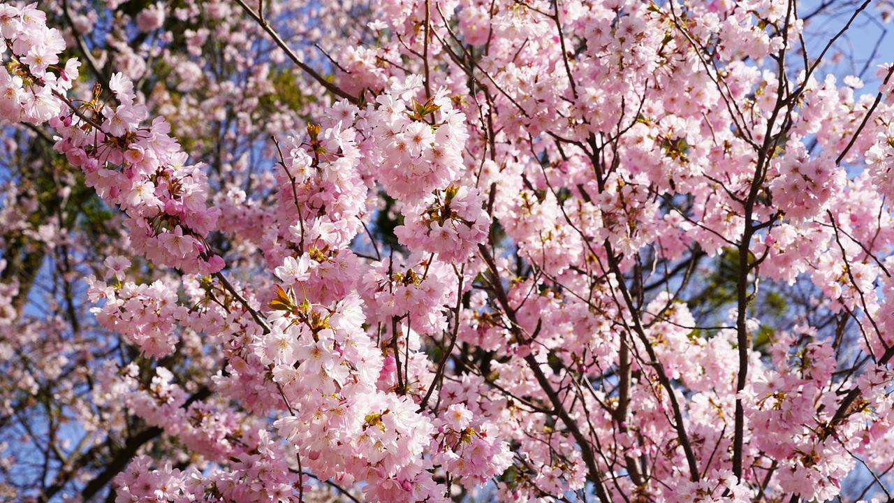 © Leopold Mayrhofer/Natur im Garten Natur im Garten: Der 19. Wiener Gemeindebezirk Döbling und der Stadtteil Setagaya in Tokio haben ein Freundschafts- und Kulturabkommen. Daraus entstand die Idee, in Döbling einen Japanischen Garten anzulegen. Geplant hat den Setagayapark der japanischen Gartengestalter Ken Nakajima Anfang der 1990er-Jahre. Ein Teehaus, ein Steinmonument und ein Wasserlauf zieren den Garten ebenso wie die herrliche Kirschblütenpracht.