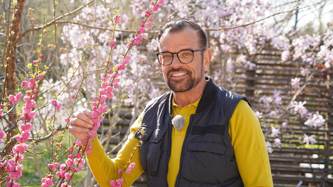 Karl Ploberger steht in einem Frühlingsgarten und hält einen Zweig mit rosa Blüten vor sich - im Hintergrund weitere blühende Bäume.