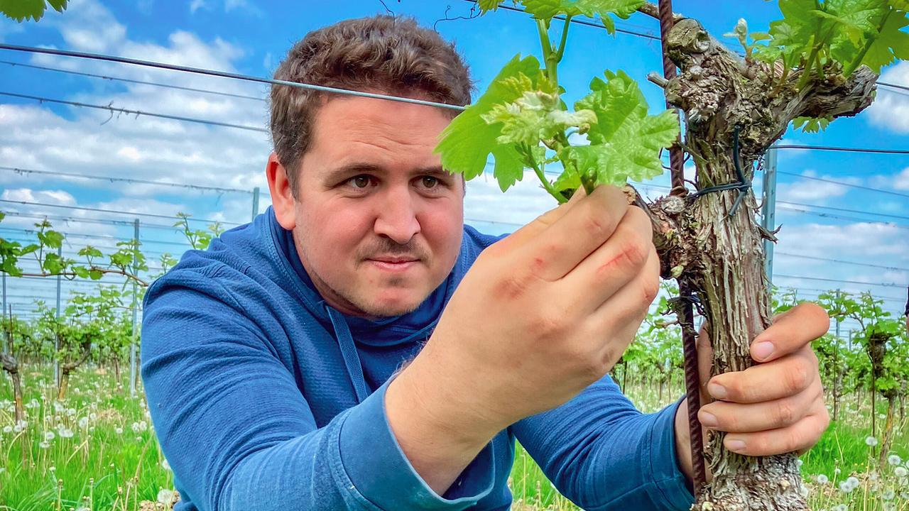 Neuer Job - Neues Leben: Winzer Simon Müllner bei der Arbeit im Weingarten