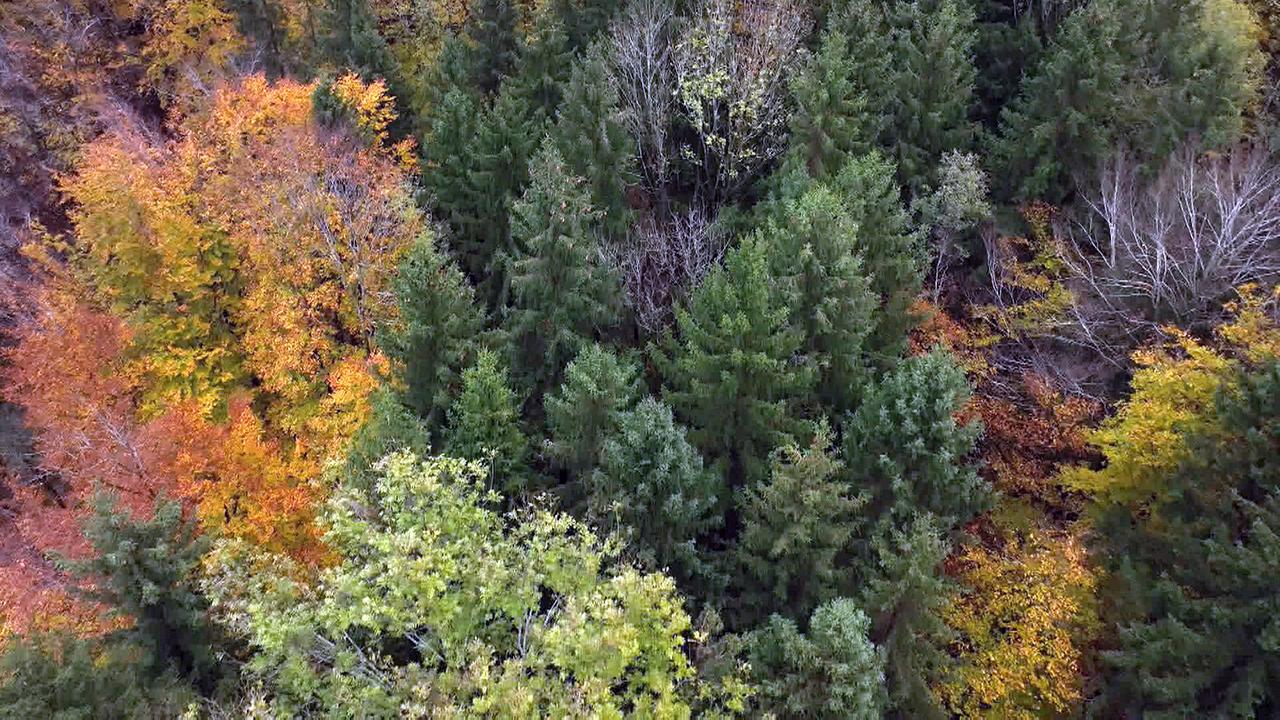 Dichter Wald mit grünen Nadelbäumen und Laubbäumen in leuchtenden Herbstfarben in Nussdorf am Haunsberg