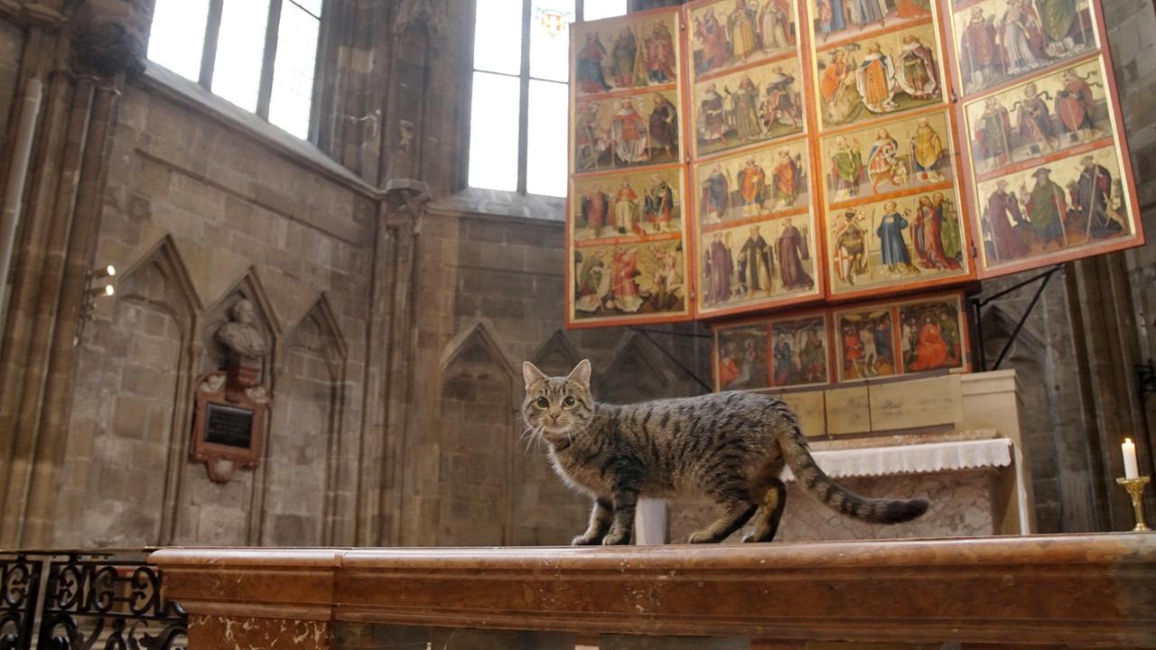 "St. Stephan und die Tiere": Eine Katze im Stephansdom