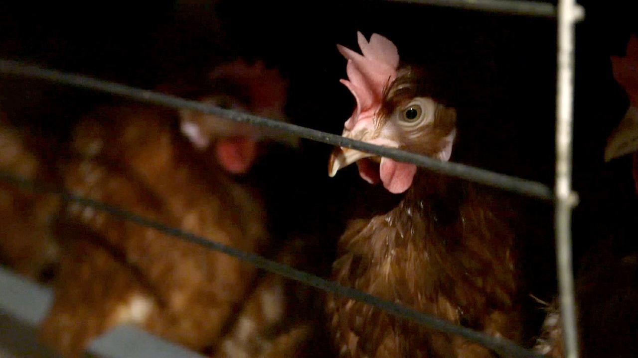 © ORF/Bavaria "Armes Huhn - Armer Mensch": Huhn in Käfighaltung