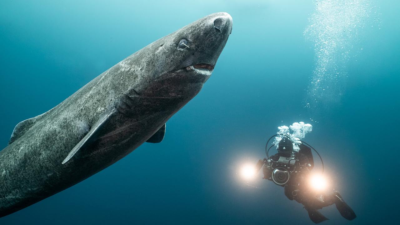 "Universum: Verrückt nach Haien - Eine abenteuerliche Leidenschaft":  Kamerafrau Christina Karliczek, neben einem riesigen Eishai zu tauchen ist ein einzigartiges Erlebnis.