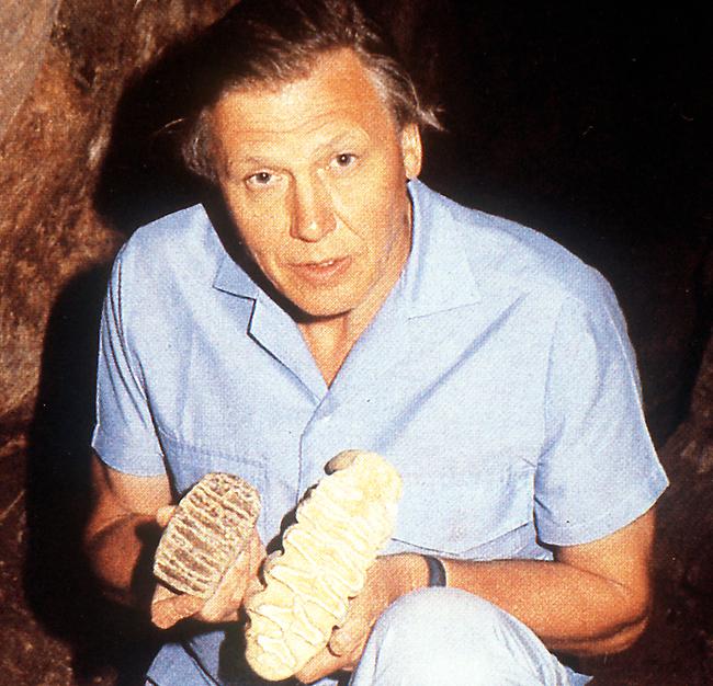 Universum "Das erste Paradies" Im Bild: David Attenborough hält in einer Höhle auf Malta zum Vergleich einen Zahn eines Zwergelefanten und den eines afrikanischen Elefanten unserer Tage.