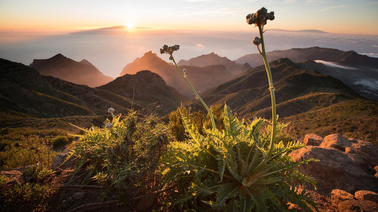 © ORF/ScienceVision/Michael Schlamberger "Universum: Die Kanarischen Inseln - Im Reich der Feuerberge": Teneriffa