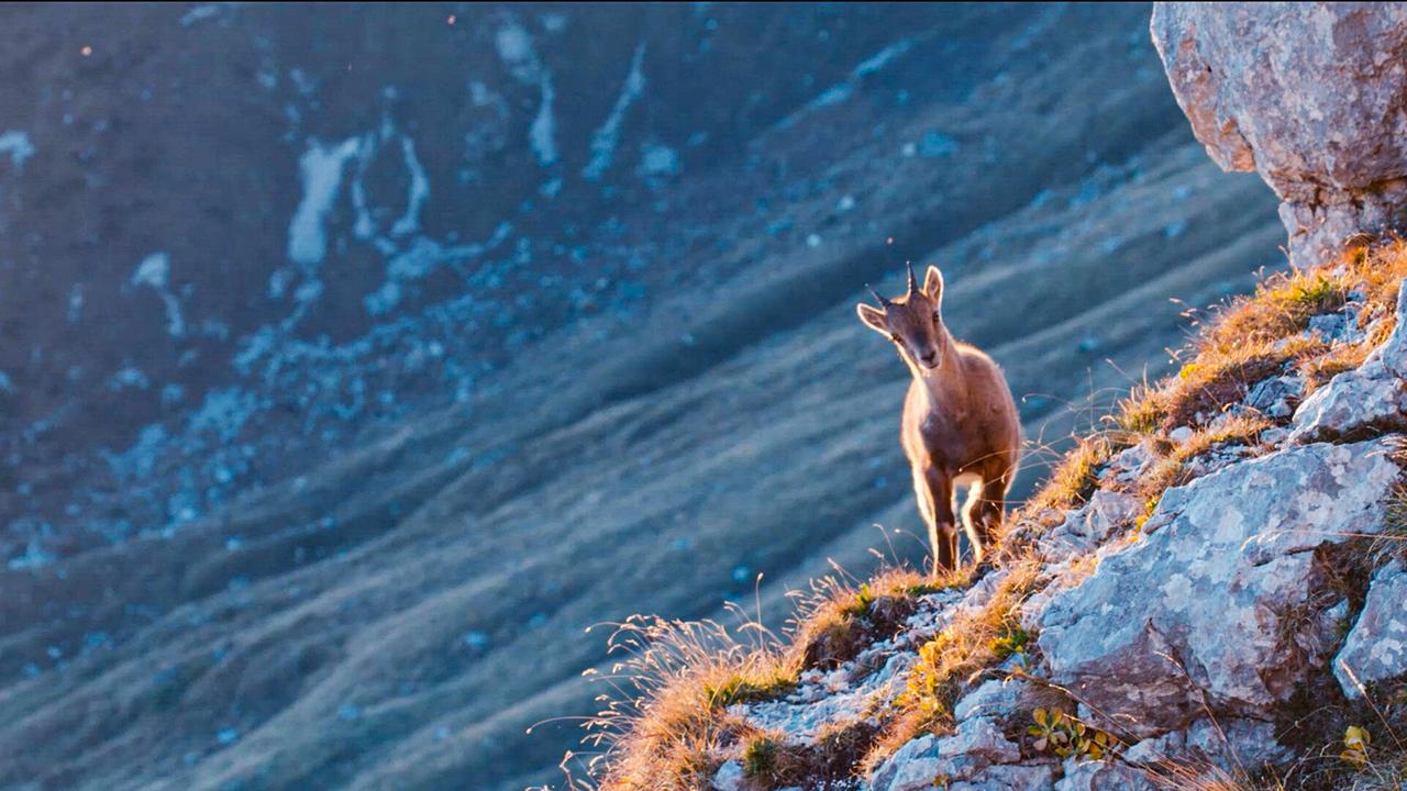 © ORF/RANFILM Ein junger Steinbock steht im warmen Abendlicht auf einem steilen, felsigen Hang vor einer Bergkulisse.