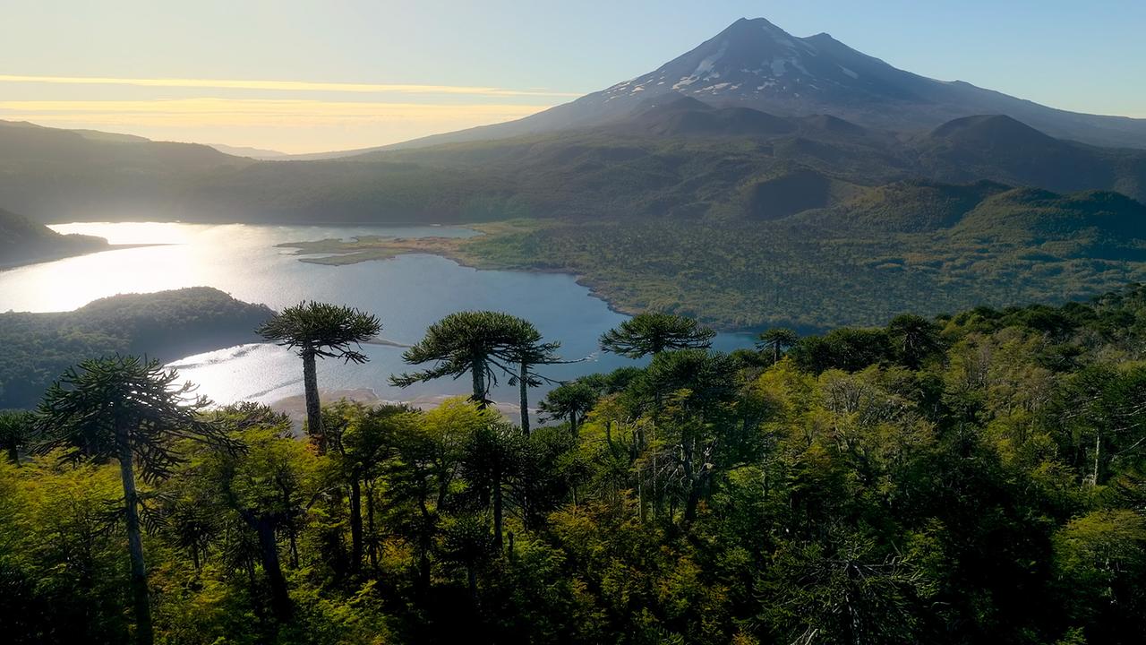 Der Conguillio-Nationalpark in Chile mit See und markanten Araukarien liegt im warmen Abendlicht vor einem mächtigen, teils schneebedeckten Vulkan.