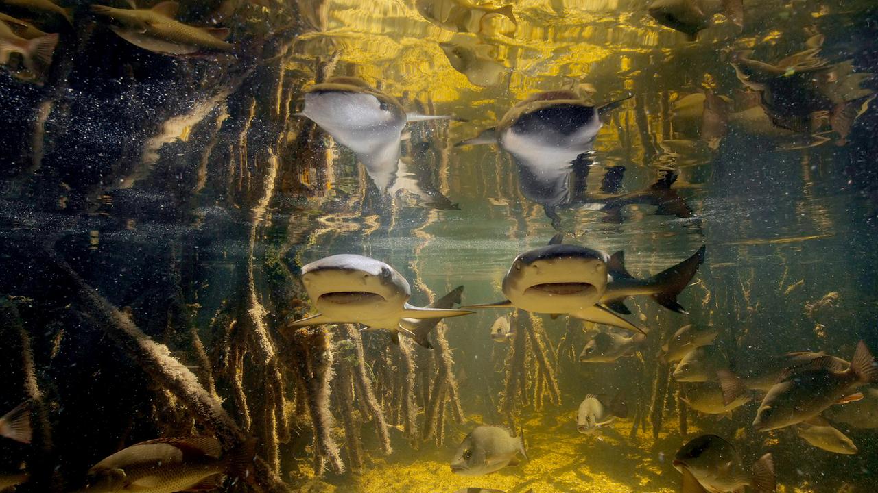 © ORF/Universal/NBC/BBC Studios Eine Unterwasseraufnahme zeigt junge Zitronenhaie in einer gelblich beleuchtete Unterwasserlandschaft mit wurzelartigen Strukturen.