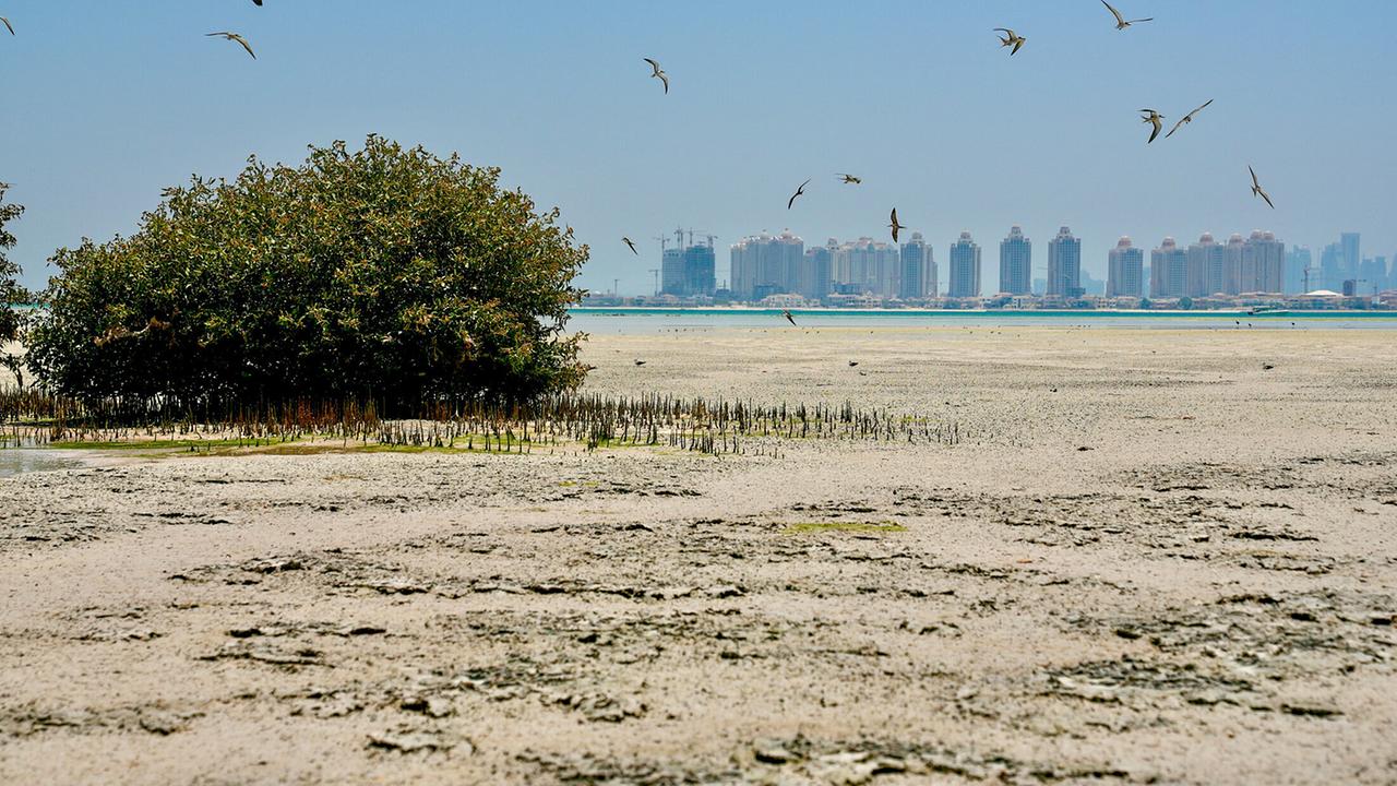 Universum: Katar – Perlen im Sand