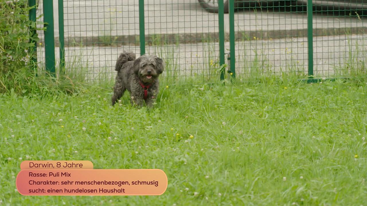 Tierische Augenblicke Folge 11