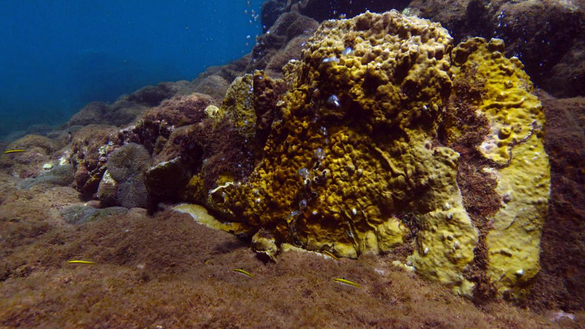 Im Bild: Das Champagne Reef ist ein Unterwasservulkan.