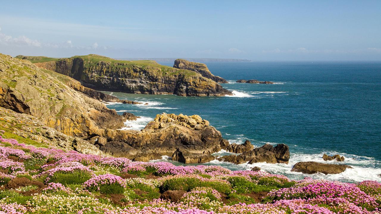 Links steile Klippen, rechts das Meer. Im Vordergrund wächst ein Teppich aus rosa Blumen. 