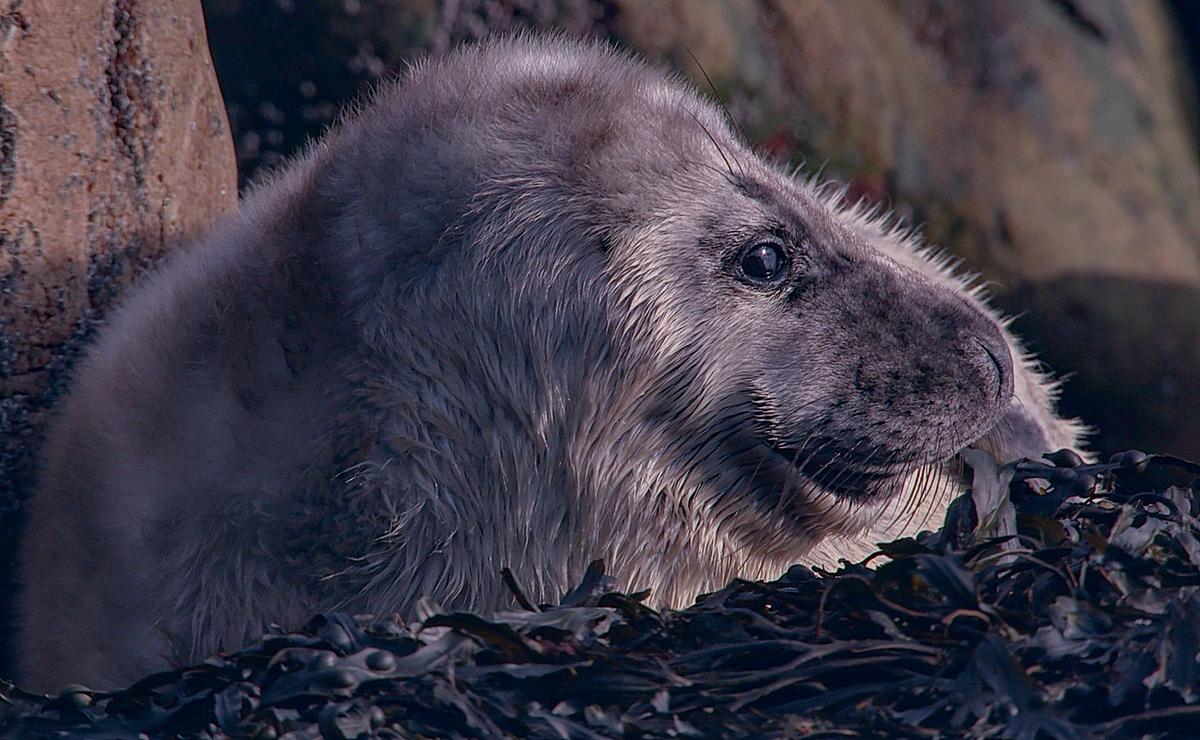 © ORF/NDR Naturfilm/Doclights Der Kopf einer flauschigen, dunkelgrauen Kegelrobbe ist im Profil dargestellt, er füllt das Bild fast ganz aus. Im Hintergrund sind Felsen erkennbar.
