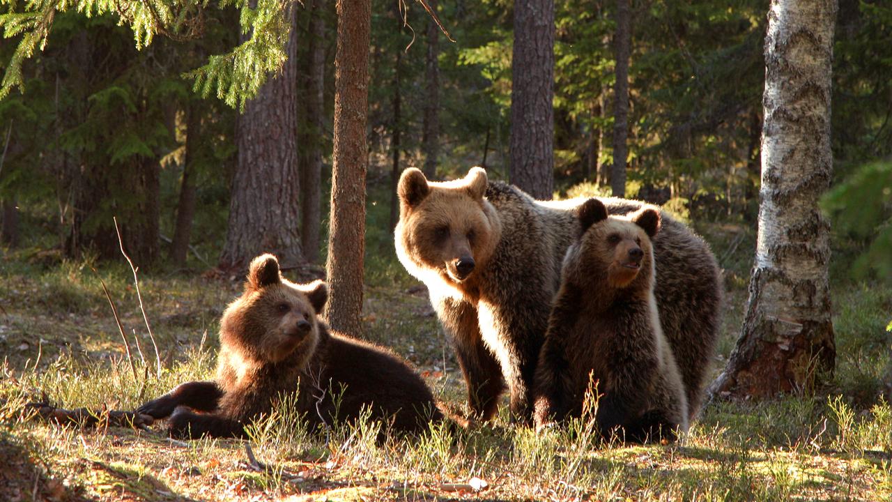 Im Bild: Rund 700 Braunbären leben in Estland, die Hälfte davon im Wald von Alutaguse.