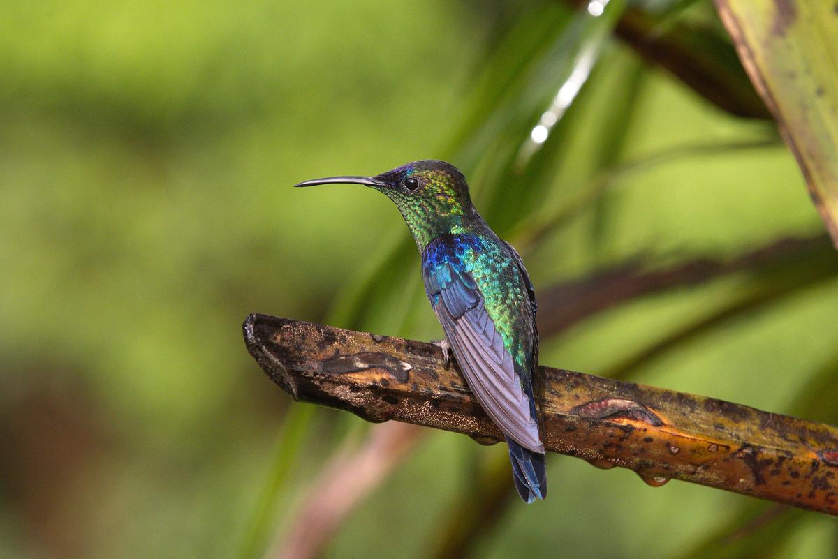 Ein Kolibri mit grün, blau und violett schimmerndem Gefieder.
