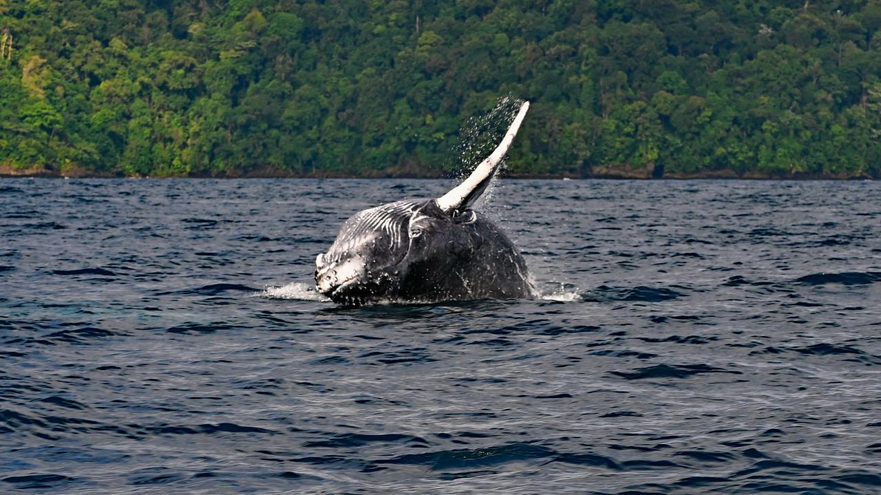 Ein Buckelwal schlägt mit der Schwanzflosse aufs Wasser. Die Küste im Hintergrund ist dicht mit Regenwald bewachsen.