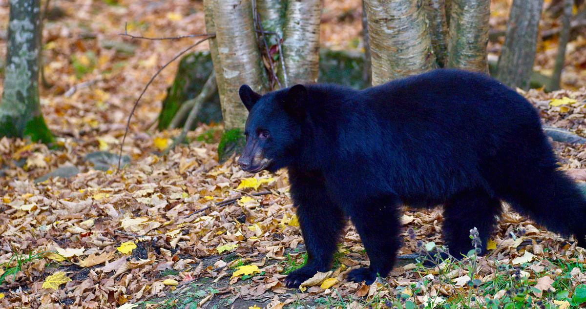 Ein junger Schwarzbär, der Waldboden ist von herabgefallenem Laub bedeckt. Einzelne Blätter sind leuchtend gelb, der Rest braun.