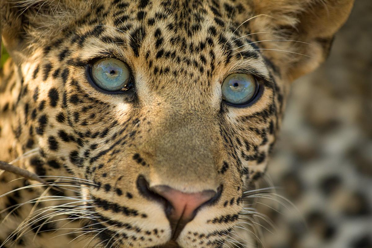 Die Großaufnahme des Gesichts eines jungen Leoparden. Sein Augen sind strahlend blau-grün.