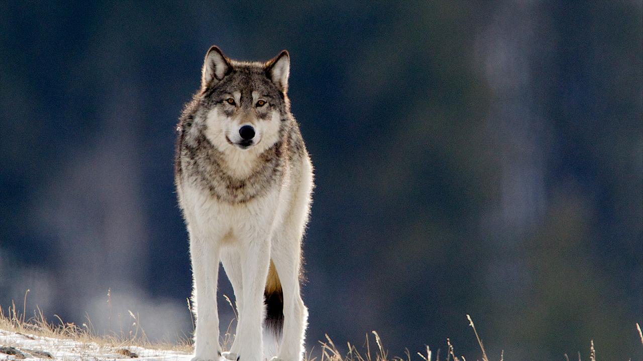 Wolf auf Wiese mit dünner Schneedecke, Grashalme sichtbar