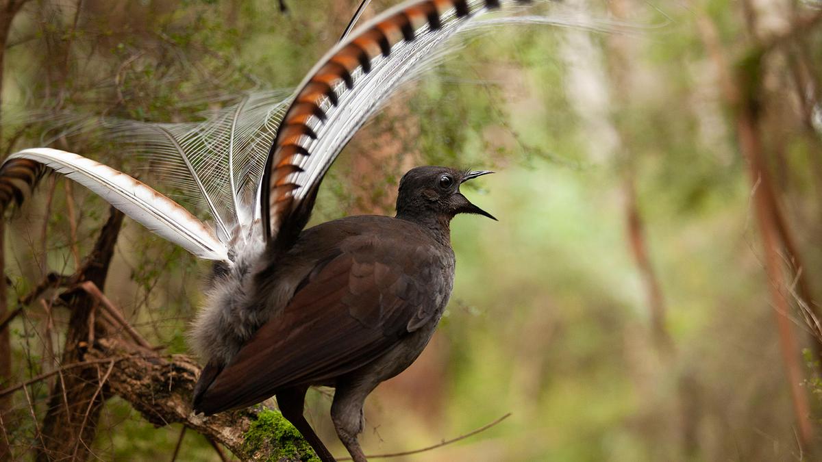 Dunkler Vogel mit auffälligen braun-weißen, schwarz gestreiften Schwanzfedern, beim Singen.