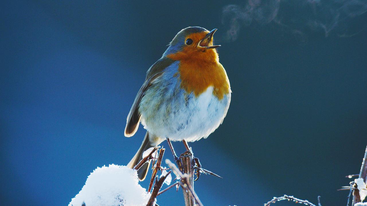 Rotkehlchen singt auf gefrorenem Ast, die Atemluft des Vogels ist sichtbar. Blauer Hintergrund bildet starken Kontrast zu rotem Brust- und Kopfgefieder.