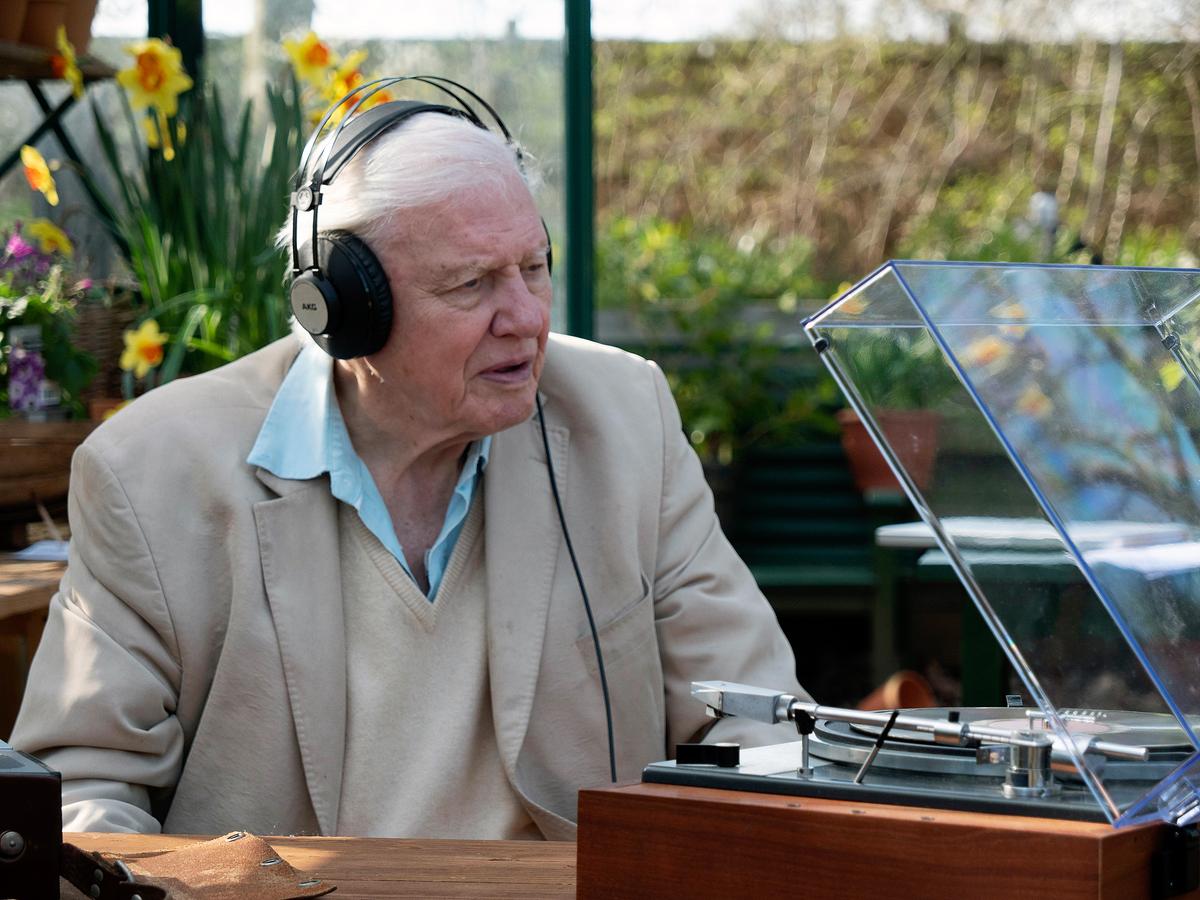 Sir David Attenborough sitzt vor einem Plattenspieler im Freien, er trägt Kopfhörer. Im Hintergrund Narzissen.