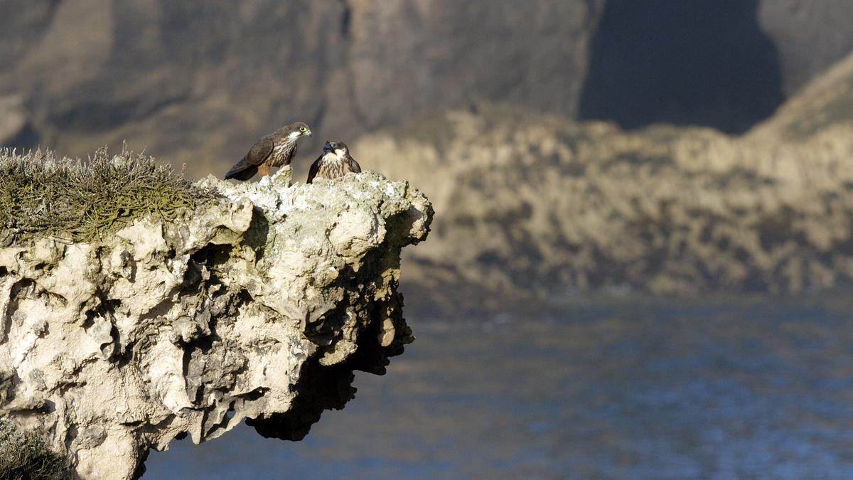 Ein Falken-Pärchen sitzt auf einem Felsvorsprung, im Hintergrund das Meer und Felsen.