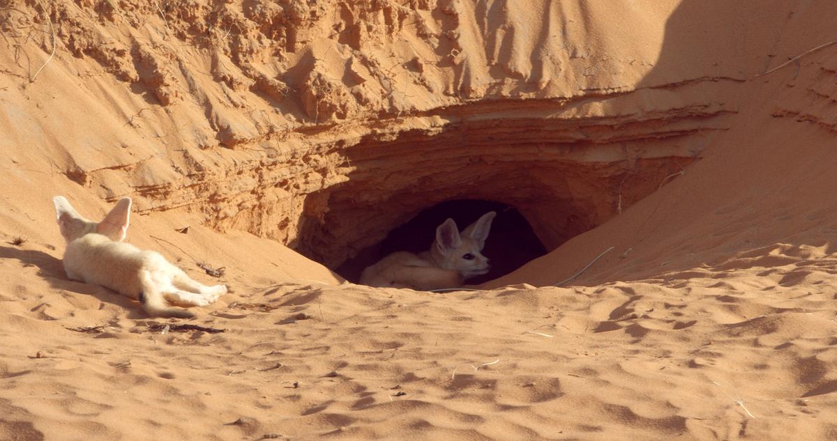 Zwei Fenek-Jungen, eines liegt mit dem Rücken zur BetrachterIn im Sand, eines liegt im Eingang einer kleinen Höhle. Die Wüstenfüchse haben große Ohren.