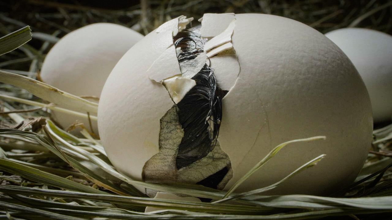 Ein fast bildfüllendes Ei auf trockenen Halmen liegend, die Schale ist gesprungen und feuchte, dunkle Federn sind erkennbar. Dahinter liegen noch zwei Eier. 