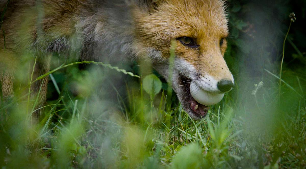 Ein Fuchs auf einer Wiese, er hält ein Ei im Maul. Der Kopf ist angeschnitten, die Ohren nicht sichtbar, die Vorderbeine lassen sich erahnen.