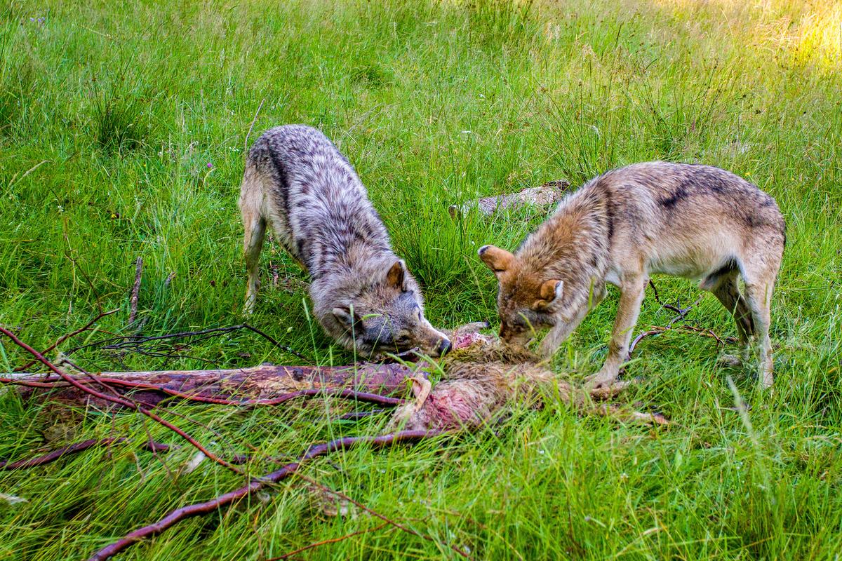 Zwei Wölfe in einer Wiese fressen an einem Schaf. Von dem Schaf ist nicht mehr viel übrig.