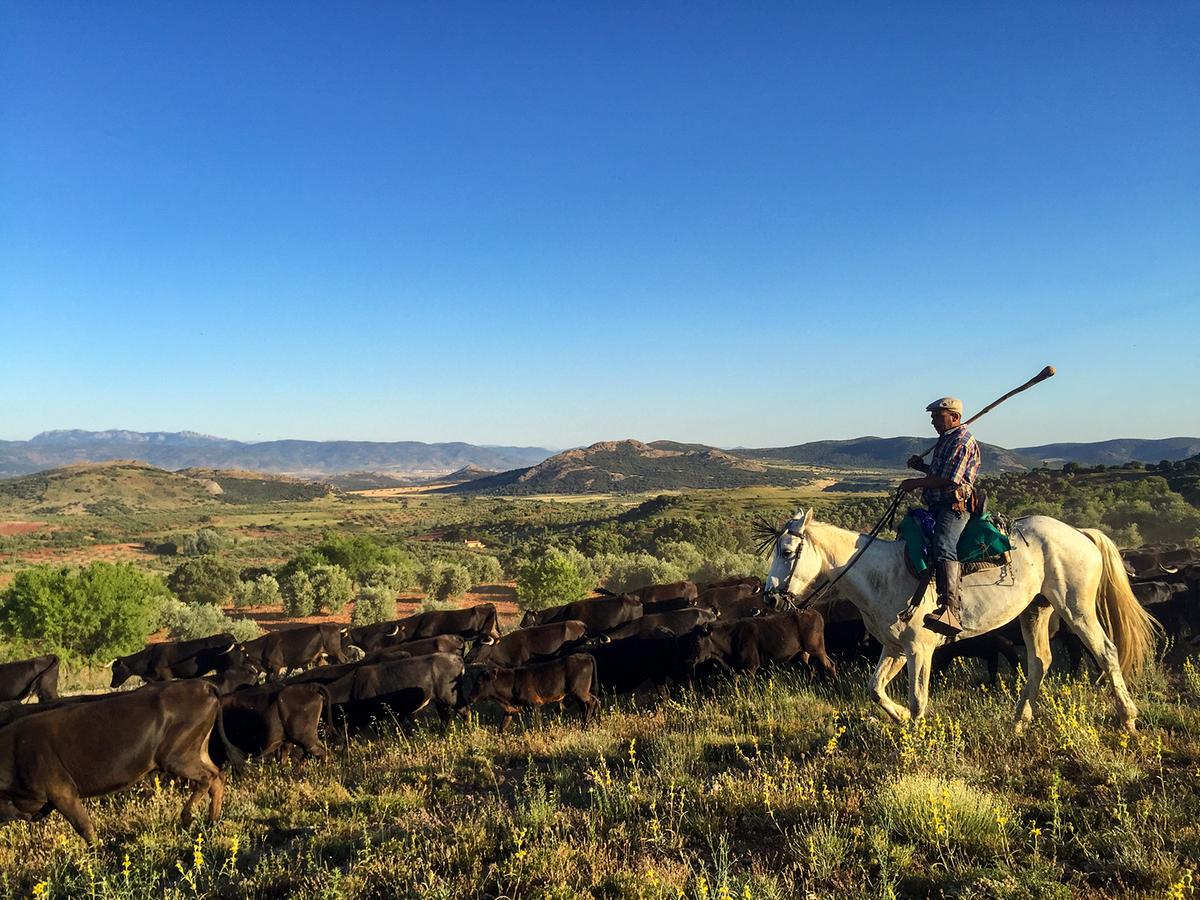 Vaquero (Cowboy) auf weißem Pferd vor einer Herde dunkler Kühe reitend. Dahinter die Landschaft von La Mancha, flache Berge am Horizont, viel blauer Himmel.