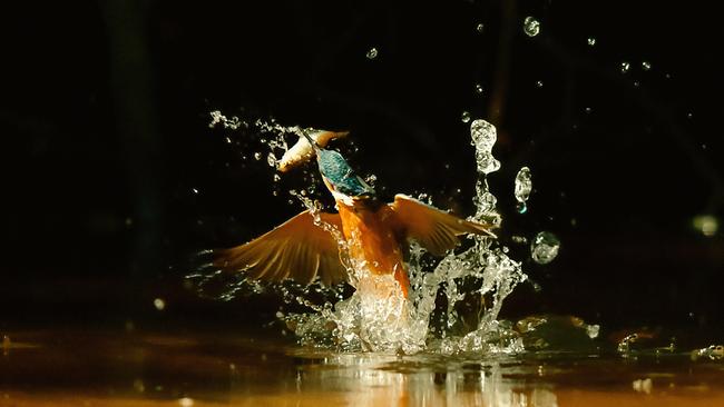 Ein Eisvogel ist durch die Wasseroberfläche gebrochen, im Schnabel hält er einen kleinen Fisch. Er ist umgeben von Wasserspritzern und Tropfen.