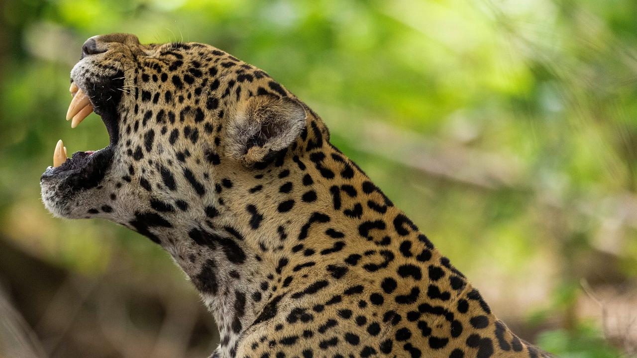 Ein Jaguar im Profil bis zur Schulter fotografiert zeigt seine mächtigen Zähne.