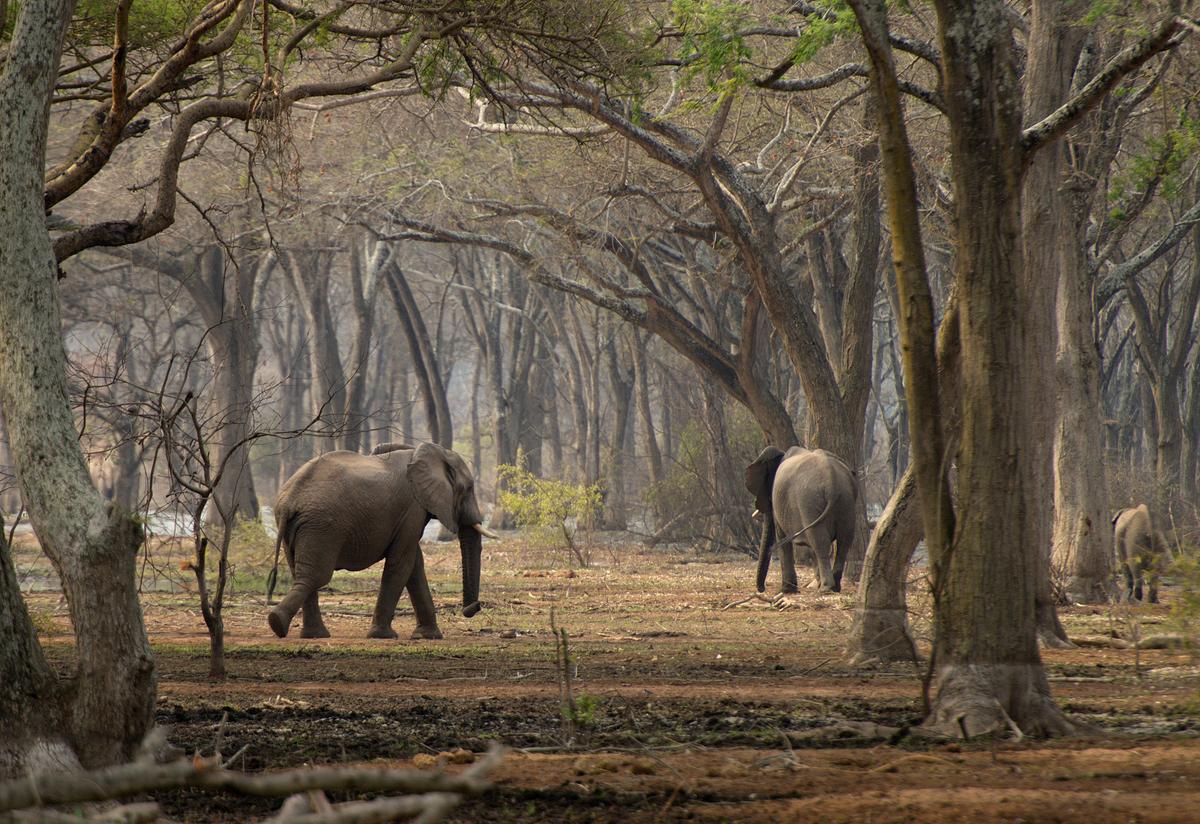 Drei Elefanten in einem Wald, sie bewegen sich von der Kamera weg.
